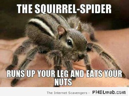 8-squirrel-spider-meme.png