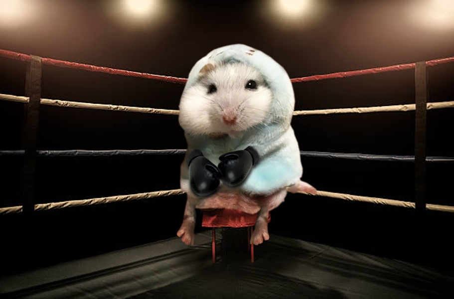 Image result for hamster boxer