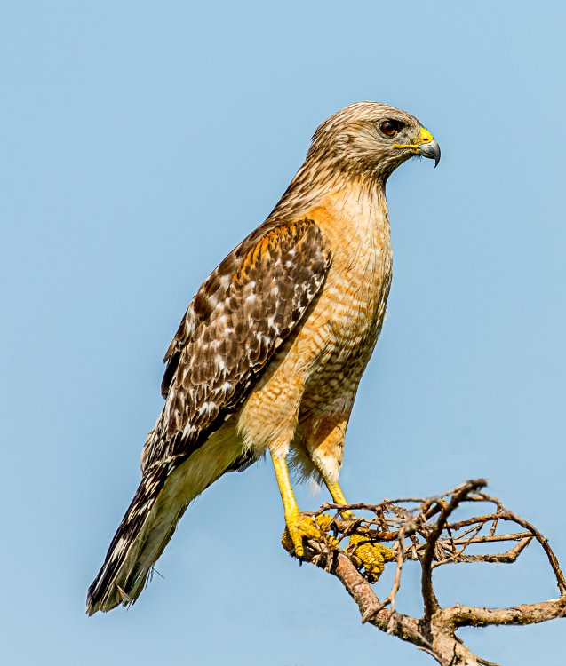 Red-shouldered_Hawk_(Buteo_lineatus)_-_B