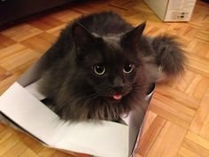 85ba3f7657e04ff3a5c5e32e8602a552--long-l