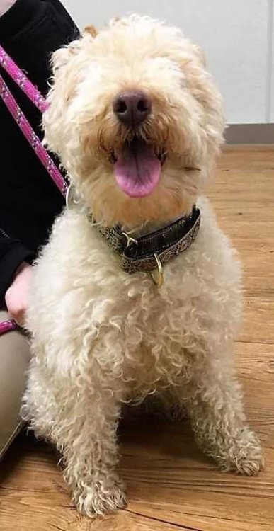 Lakeland Terrier dog for Adoption in Boston, MA. ADN-489959 on PuppyFinder.com Gender: Female. Age: Adult