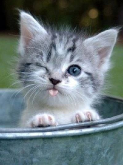 88502b58b2ca3509be47473044fde8cc--wink-w