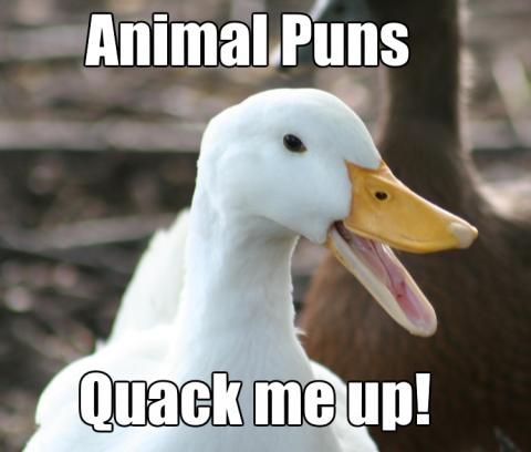 Image result for animal wordplay jokes