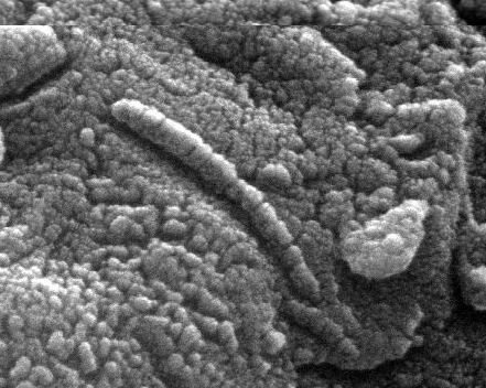 Martian fossil? This microscopic shape was discovered within Martian  meteorite ALH84001, with the debate still on over whe… | Super earth, Life  on mars, The martian