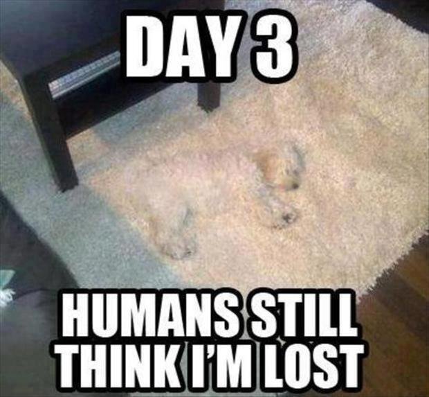 DAY3 HUMANSSTILL THINKUM LOST Dog text photo caption phenomenon