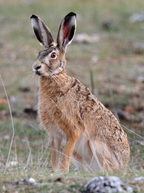 Lepus_europaeus_(Causse_M%C3%A9jean,_Loz