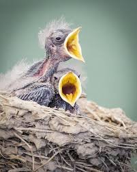 Free Images : wildlife, beak, fauna, close up, birds, in nest ...