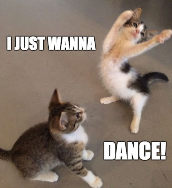 meow-thats-what-i-call-dancing-24-photos