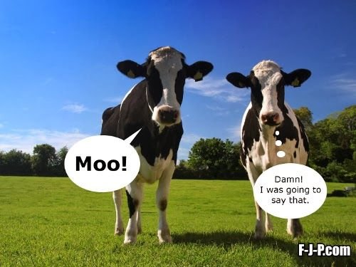 Image result for cows moo meme