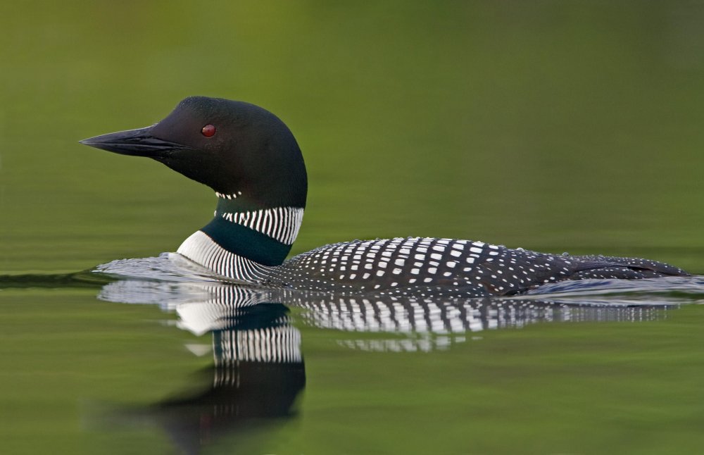 Common%20Loon%20m50-7-017_V.jpg?itok=y_4