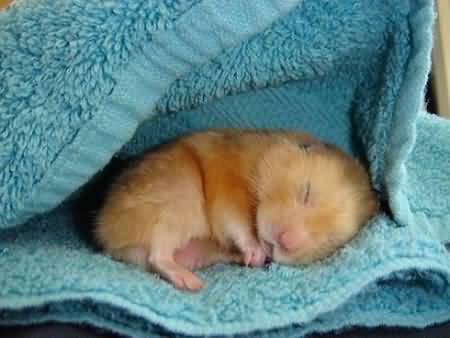 Adorable-Orange-Hamster-Sleeping-In-Blan