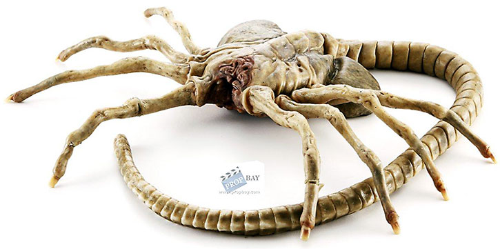 Alien-Facehugger-h1.jpg