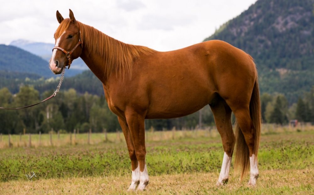 AppendexQuarterHorse.jpg