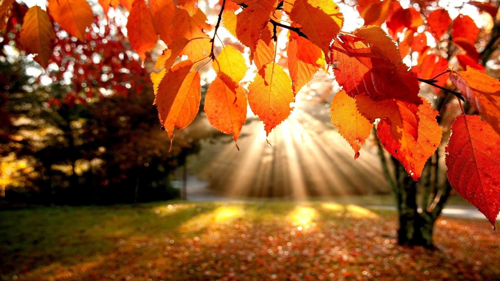 Autumn-Leaves-in-sunshine.jpg