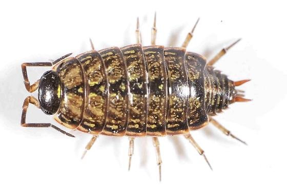 Isopod in Philadelphia - Philoscia muscorum