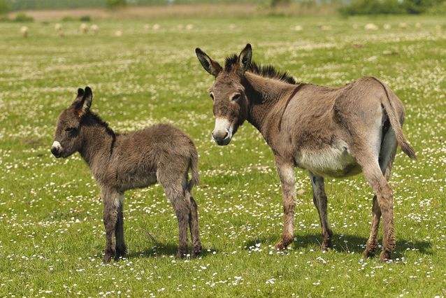 Baby-Donkey-Parent-Donkey.jpg.638x0_q80_