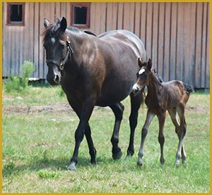 Image result for mare cracker horse