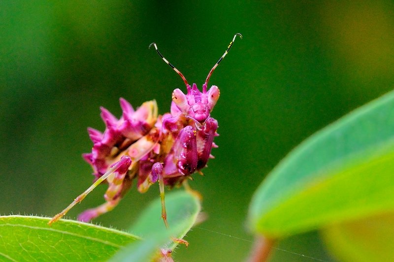 Beautiful-Mantis-praying-mantises-319468
