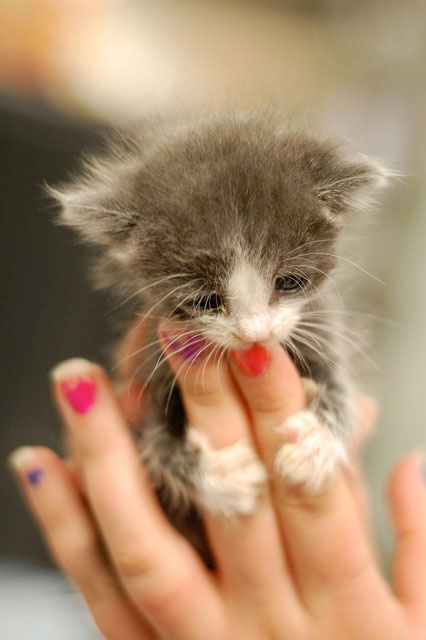 Best-15-Very-cute-baby-cat-pics.jpg