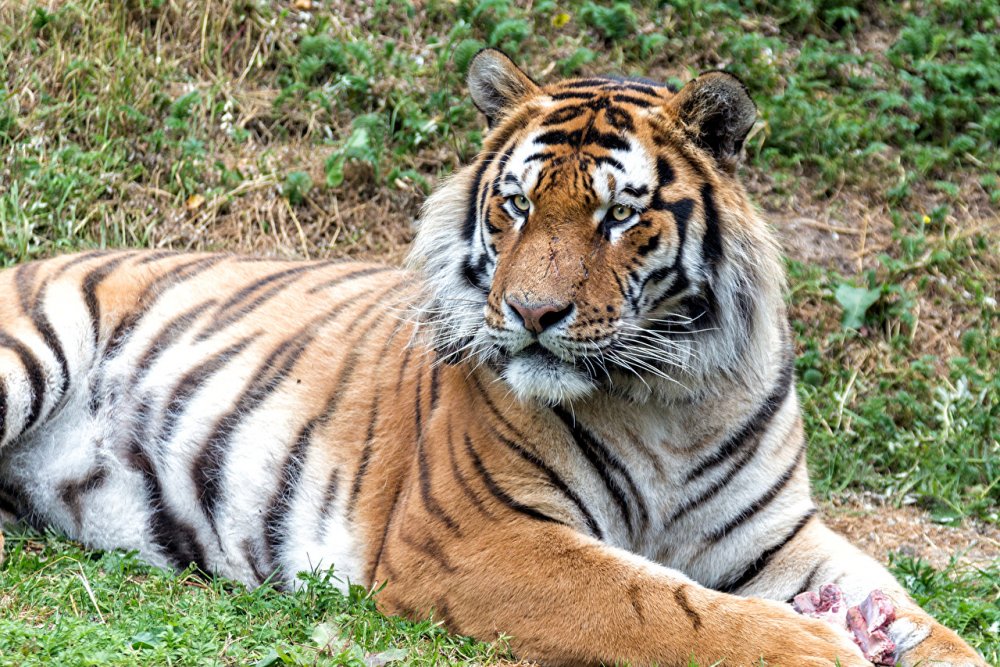 Big_cats_Tigers_490187.jpg