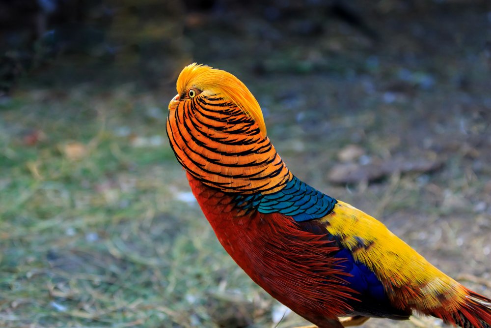 Images bird Golden Pheasants animal 2560x1706 Birds Animals