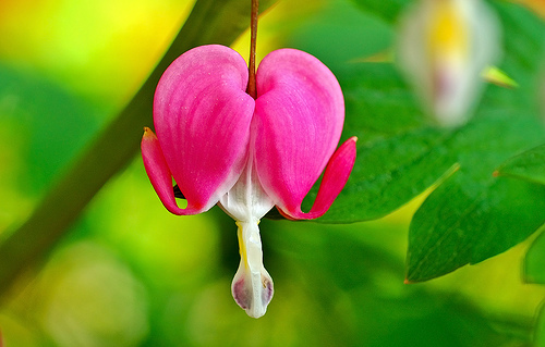 Bleeding-Heart-Flower-12.jpg