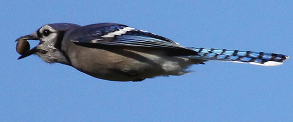 Blue-Jay-in-flight-with-acorn-5.jpg