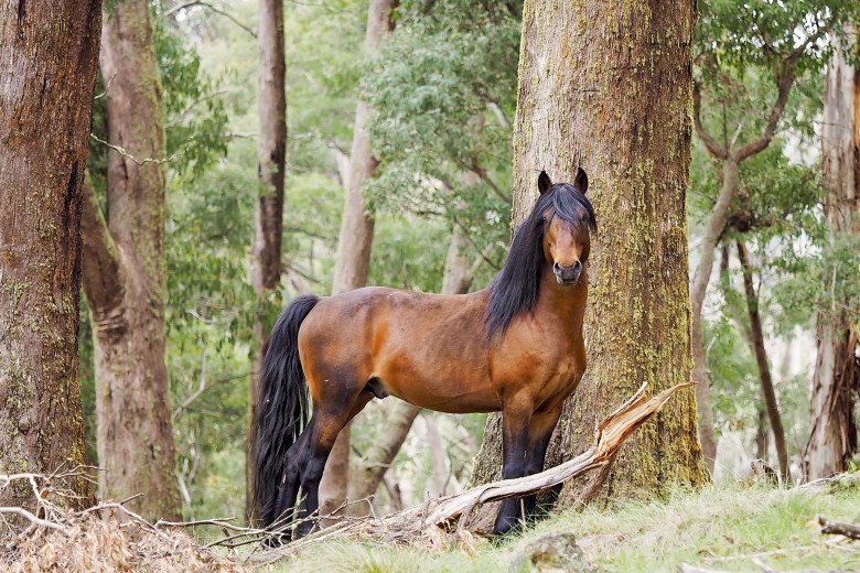 The Australian Brumby - Australian Photography