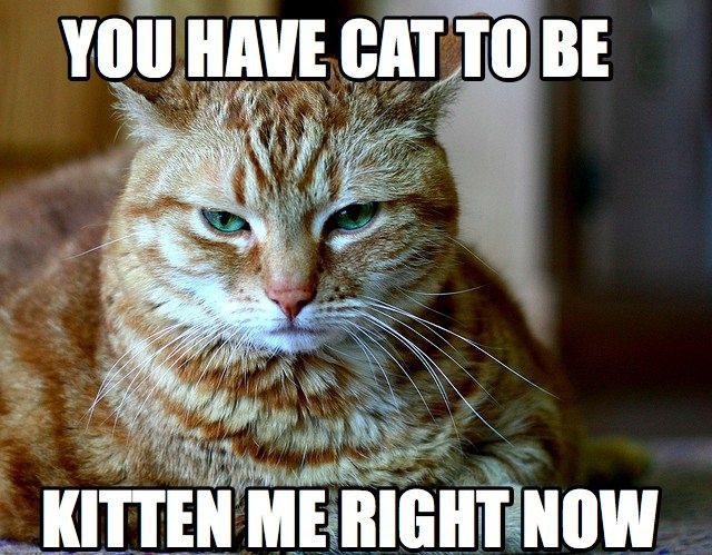 CAT-PUN.jpg