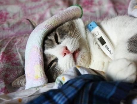 Can-Cats-Get-Colds.jpg