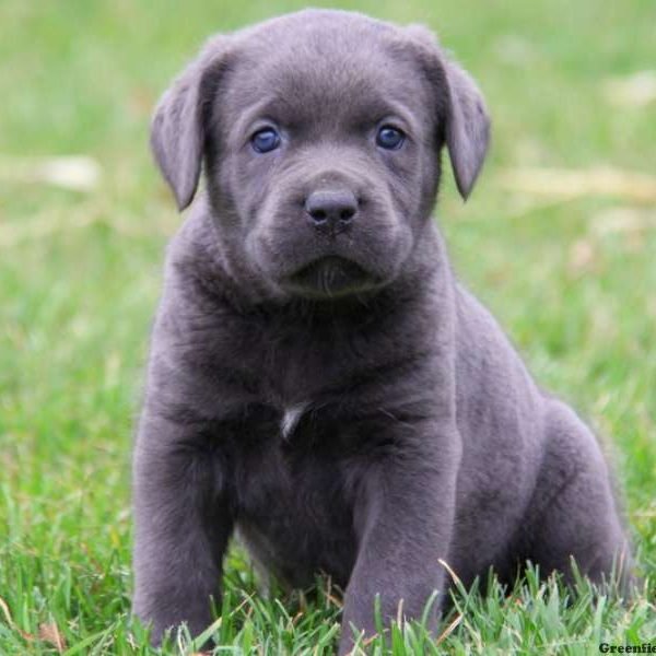 Cane-Corso-600x600.jpg