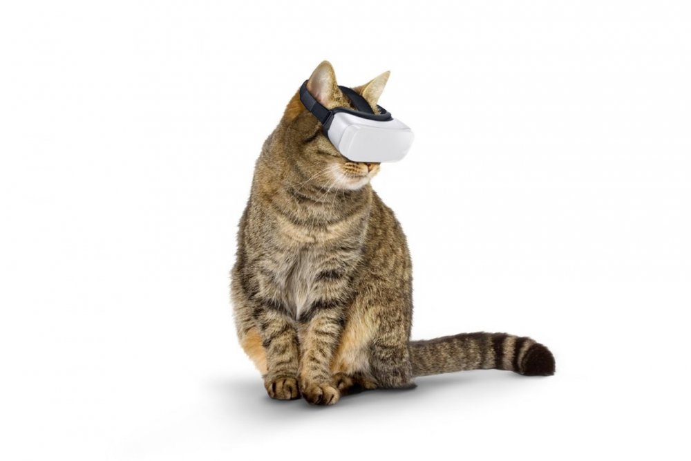 Cat-VR-1-1260x840.jpg