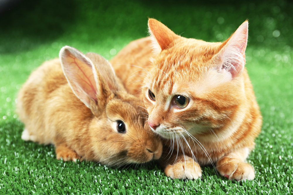 Cat-and-rabbit.jpg