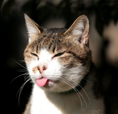 Cat-sticking-out-tongue.jpg