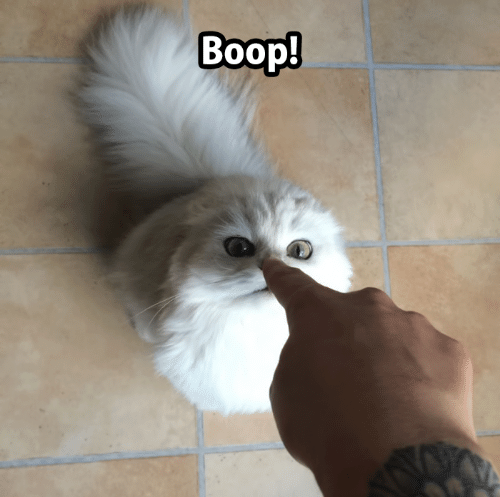 Catboop.png