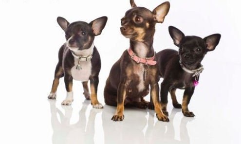 Chihuahua-Puppy-chihuahuas-21659231-495-