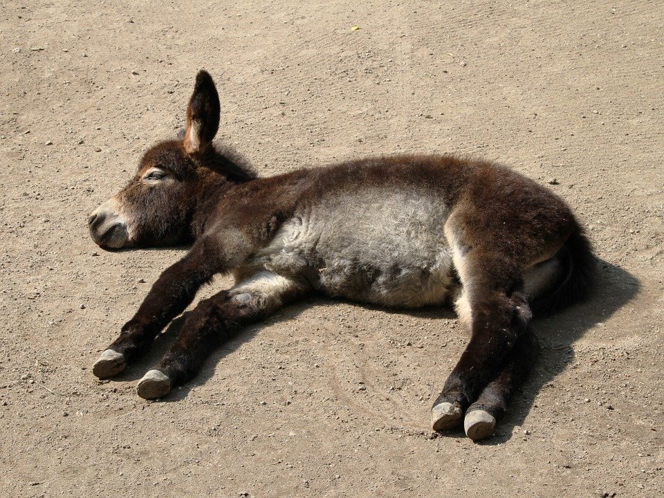 Concerns-Sleep-Young-Animal-Donkey-Rest-