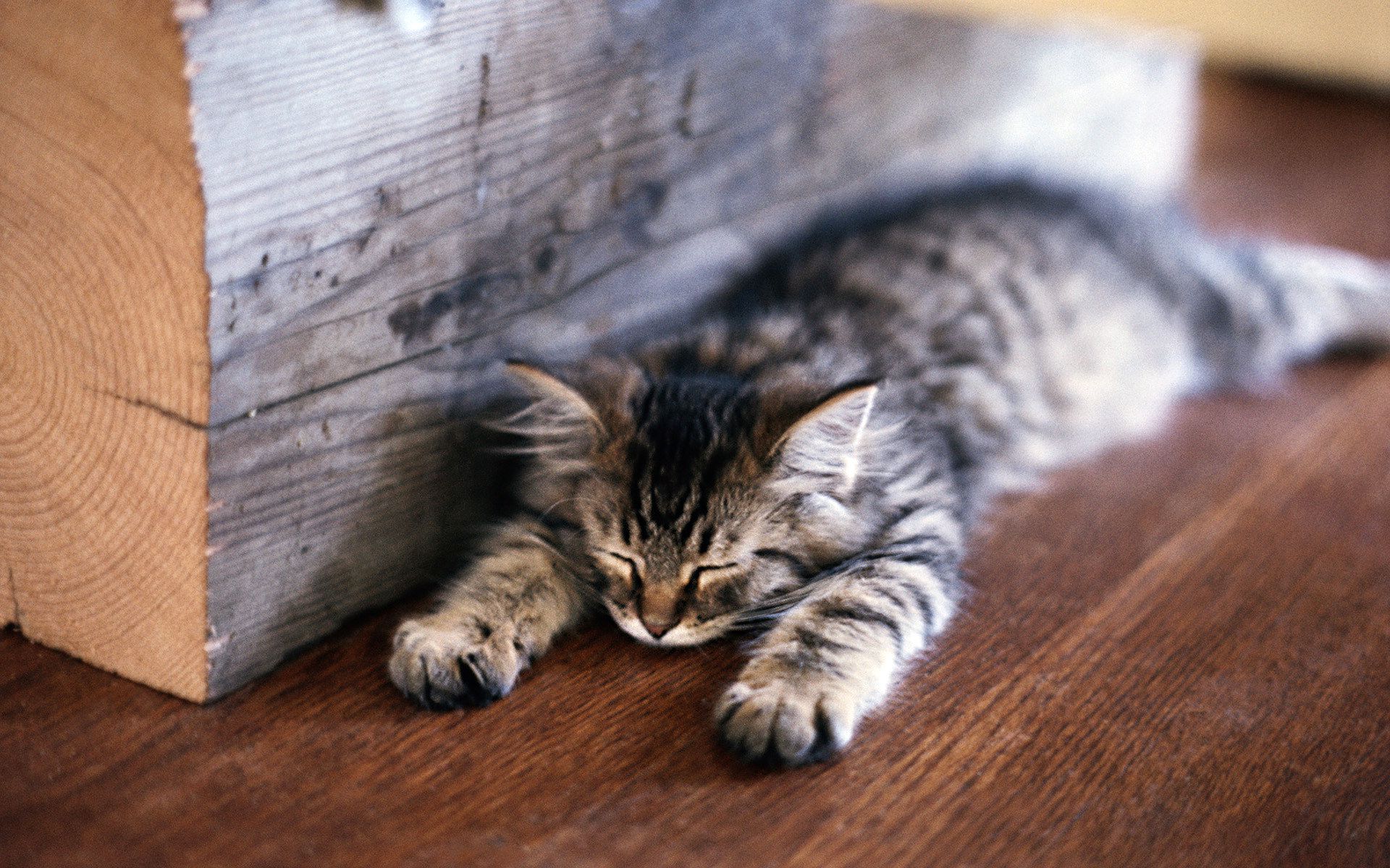 Cute-Cat-Sleeping-Wallpaper-HD.jpg