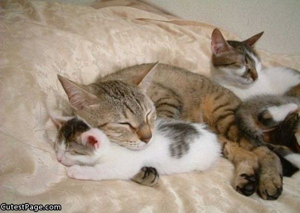 Cute_Sleeping_Cats.jpg