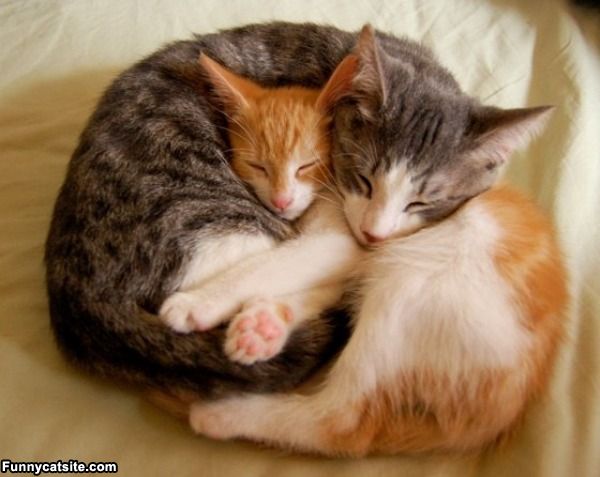 Cute_Sleeping_Cats.jpg