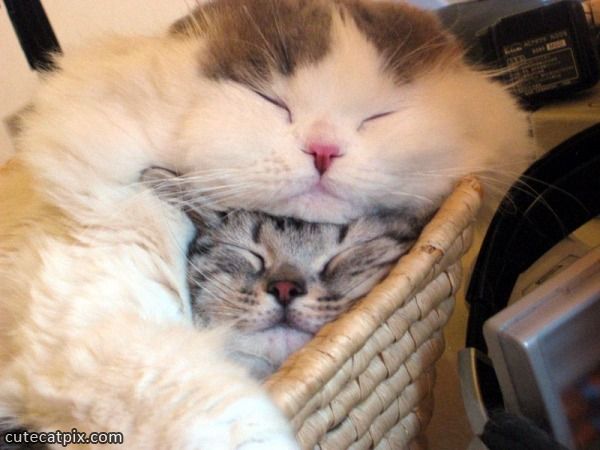 Cutecatpictures-sleeping_Together_Cats.j