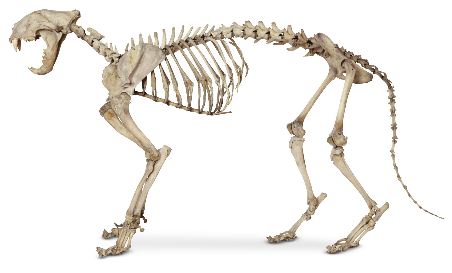 DCTM_Penguin_UK_DK_AL510987_ncedxp.jpg
