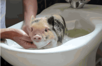 Image result for cute animal gif