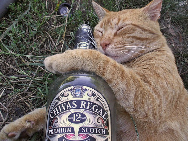 Dangers-of-Alcohol-for-Cats.jpg