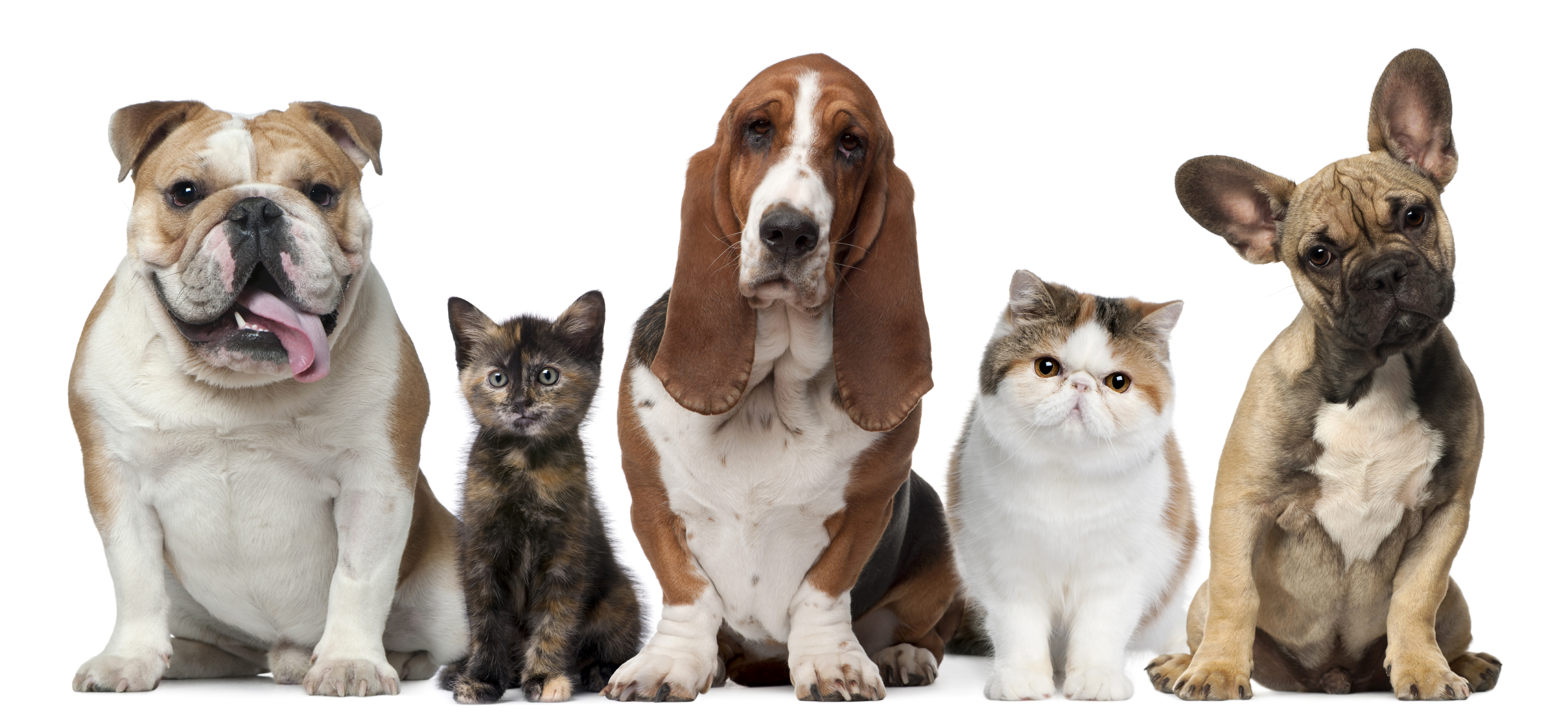 Dogs-and-Cats-in-a-Row-Large.jpg