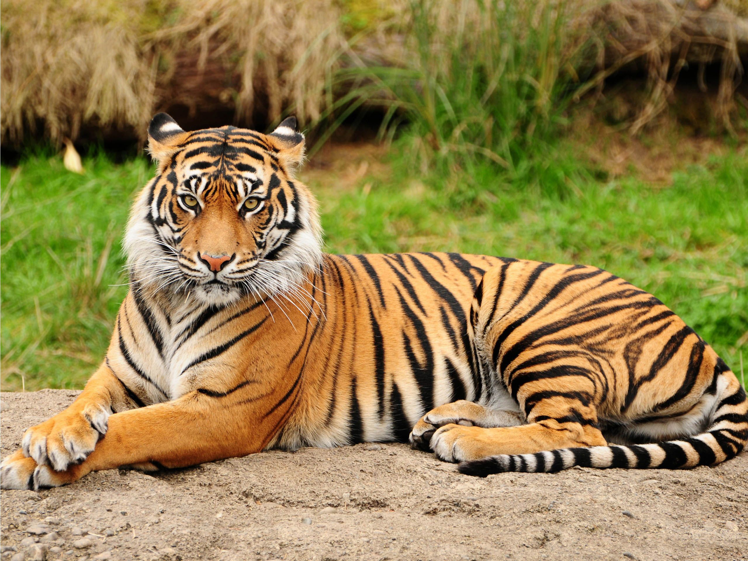 Elegant-Tiger-tigers-35204002-2560-1920.