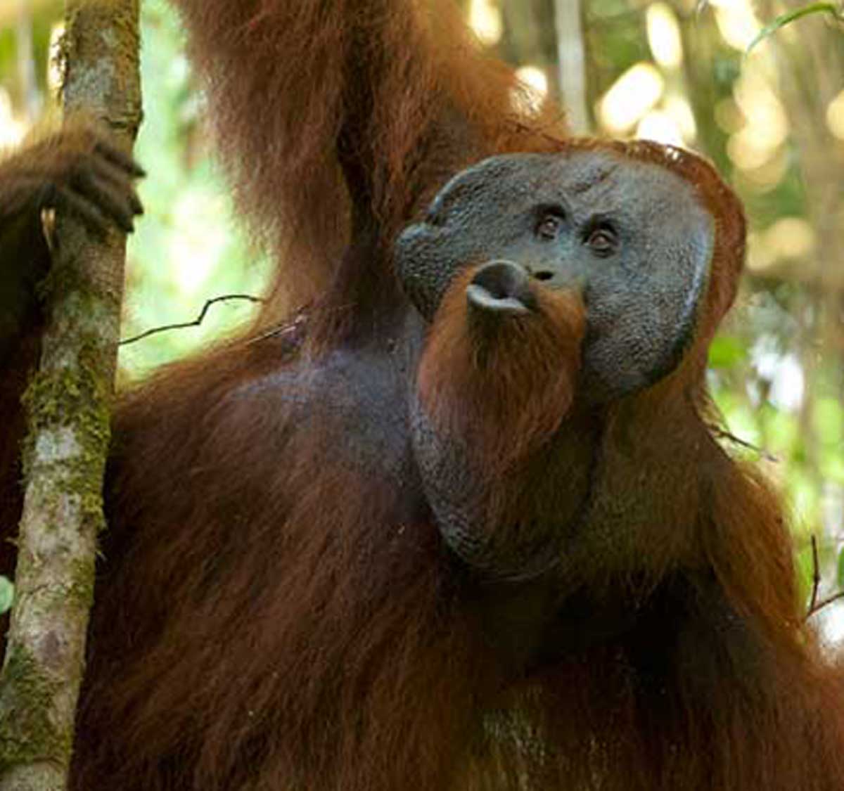 FEATURED-orangutan-culture-c-tim-laman1.