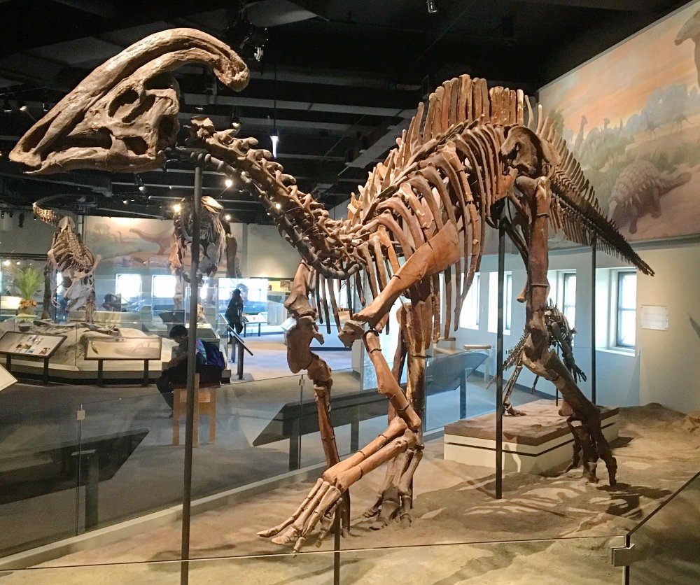 FMNH_Parasaurolophus_fossil.jpg