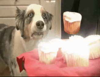 Top 30 Cupcake Dog GIFs | Find the best GIF on Gfycat