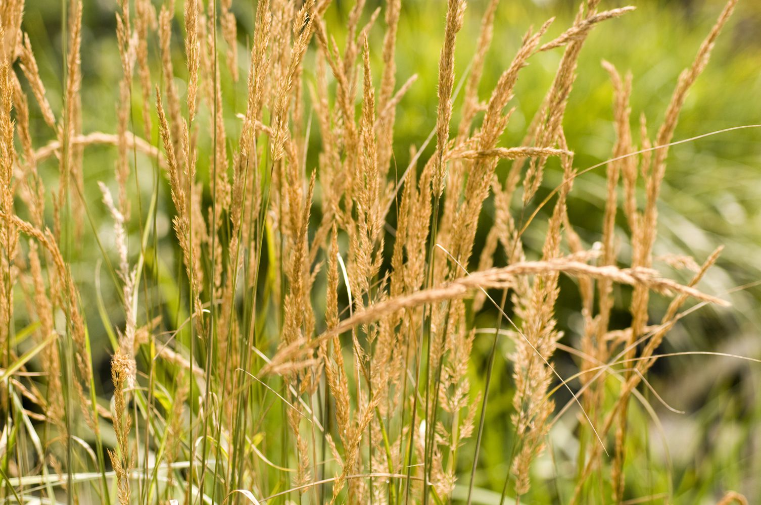 Feather-reed-grass-overdam-578371bc5f9b5